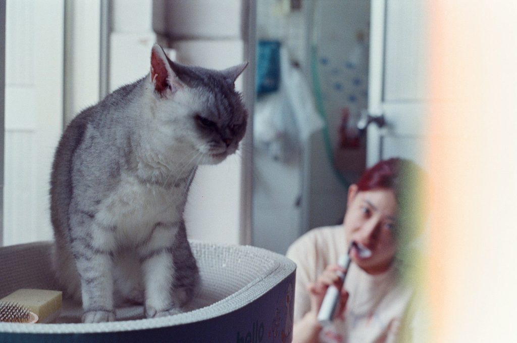 A grey tabby cat sitting in a cardboard bowl while a person brushes teeth.