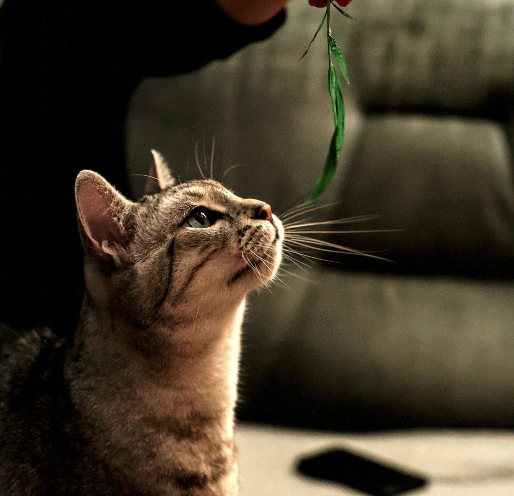 A tabby cat looks up at a green feather toy.