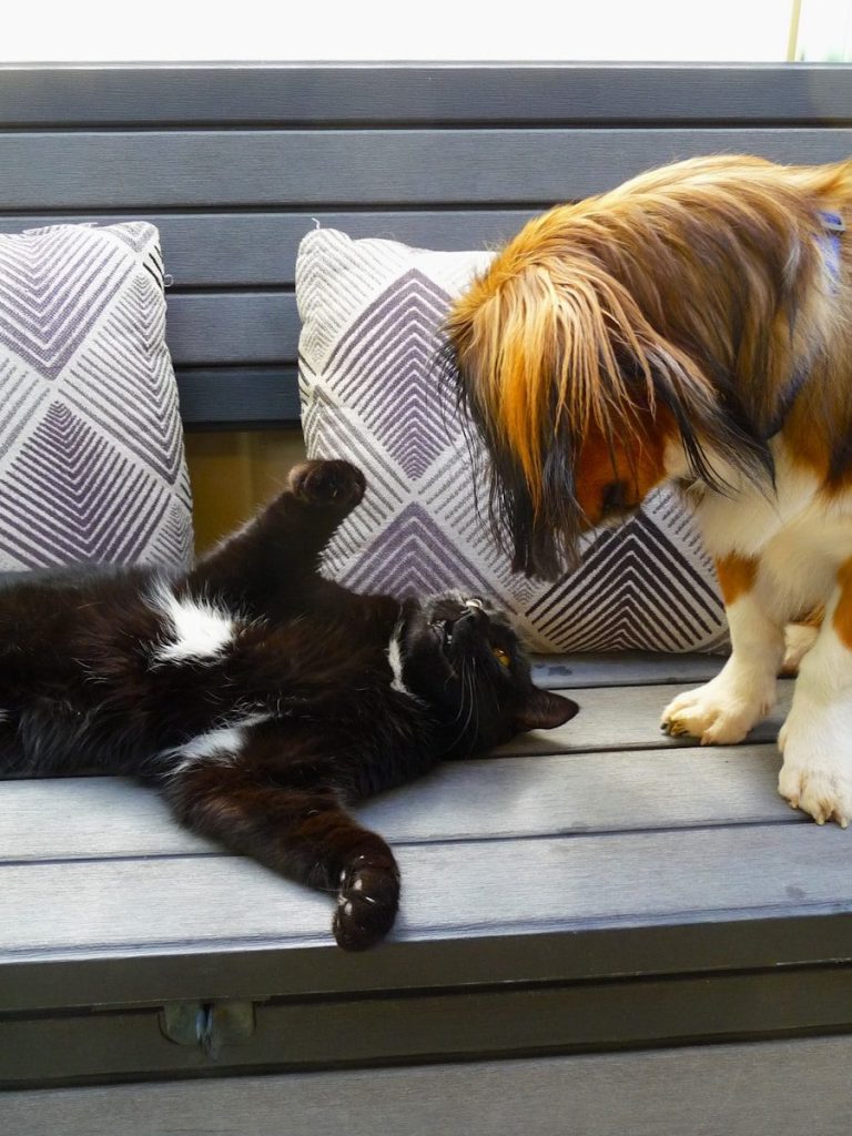 A black cat lies on its back near a dog.