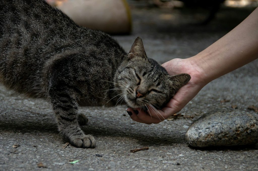 a cat being pet by a hand