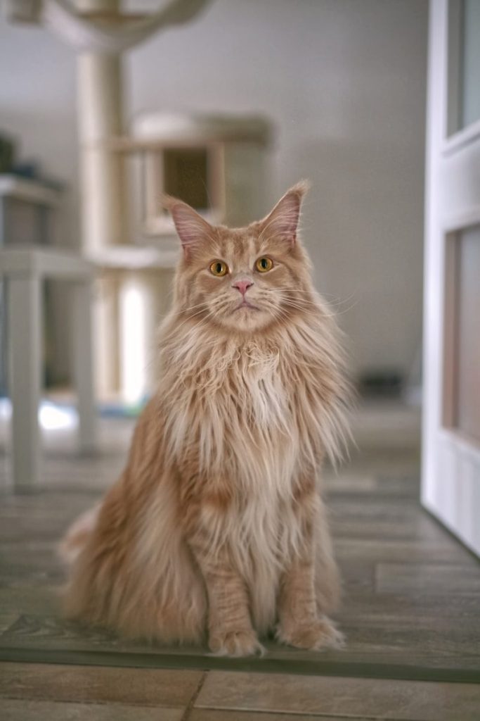 orange tabby cat on gray floor